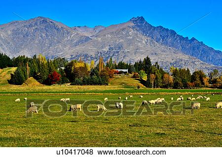 Te Anau, South Island New Zealand View Large Photo Image Stock Photo - Te Anau, South Island New Zealand. Fotosearch