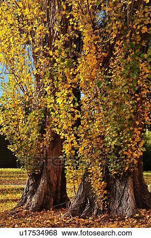 Te Anau, South Island New Zealand View Large Photo Image Stock Photo - Te Anau, South Island New Zealand. Fotosearch