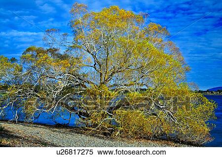 Stock Photography - Te Anau, South Island New Zealand. Fotosearch