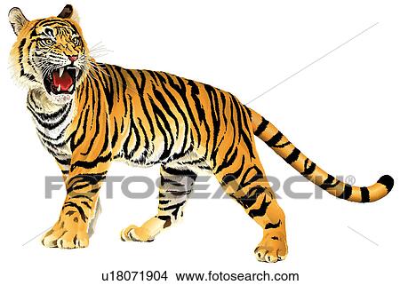 Tiger, Chinese Painting View Large Photo Image Picture - Tiger, Chinese Painting. Fotosearch