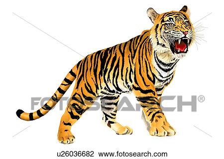 Tiger, Chinese Painting View Large Photo Image Stock Image - Tiger, Chinese Painting. Fotosearch