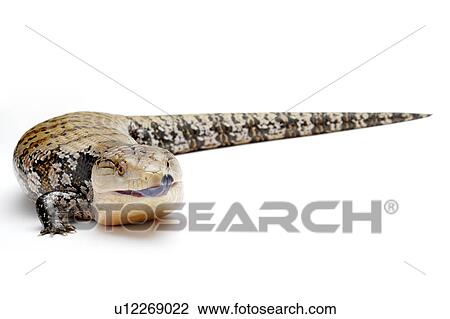 Tiliqua Nigrolutea, Lizard View Large Photo Image Stock Image - Tiliqua Nigrolutea, Lizard. Fotosearch