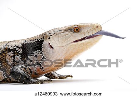 Stock Image - Tiliqua Nigrolutea, Lizard. Fotosearch