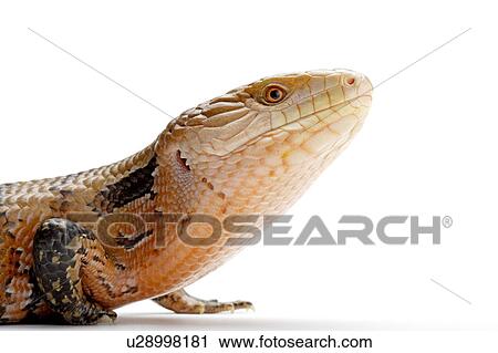 Stock Image - Tiliqua Nigrolutea, Lizard. Fotosearch