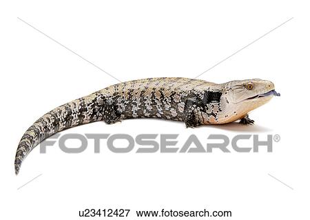 Stock Photo - Tiliqua Nigrolutea, Lizard. Fotosearch