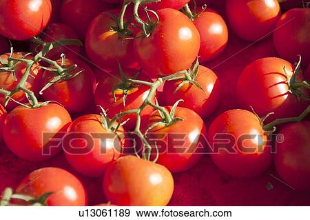 Tomatoes in the market of Nice, France View Large Photo Image Stock Photo - Tomatoes in the market of Nice, France. Fotosearch