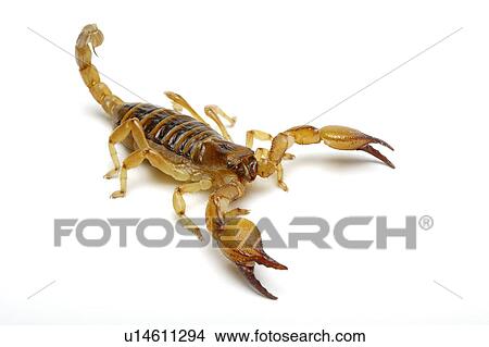 Picture - Tri-color Scorpion, Scorpion. Fotosearch