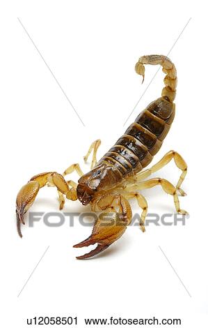 Stock Image - Tri-color Scorpion, Scorpion. Fotosearch