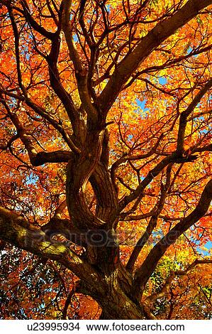 Picture - Wanaka, South Island New Zealand. Fotosearch