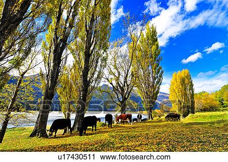 Stock Image - Wanaka, South Island New Zealand. Fotosearch