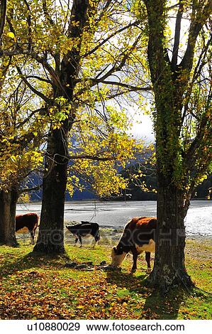 Wanaka, South Island New Zealand View Large Photo Image Stock Photo - Wanaka, South Island New Zealand. Fotosearch
