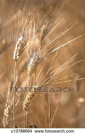 Picture - Wheat, close-up. Fotosearch