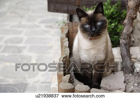 A Cat View Large Photo Image Stock Photo - A Cat. Fotosearch