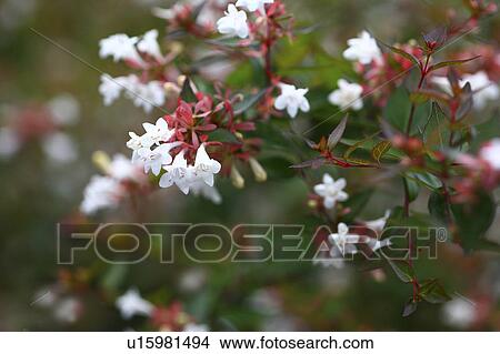 Picture - Abelia flowers, close up, differential focus. Fotosearch