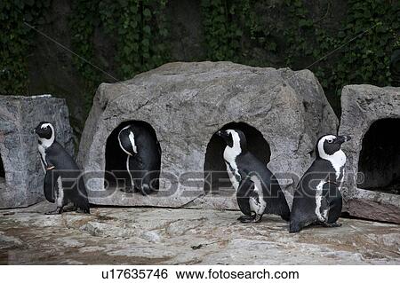 Stock Photograph - African penguins. Fotosearch