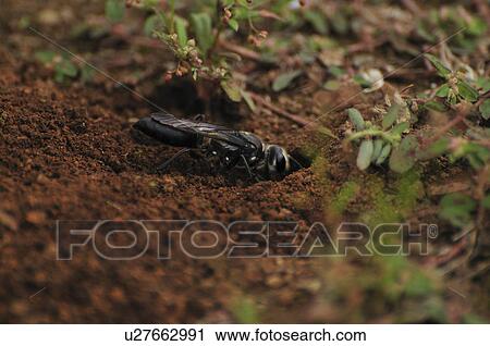 Stock Image - Ammophila sabulosa infesta Smith at nest. Fotosearch
