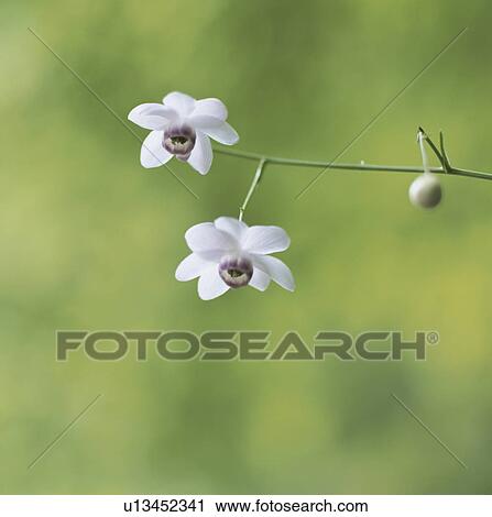 Stock Image - Anemonopsis macrophylla. Fotosearch
