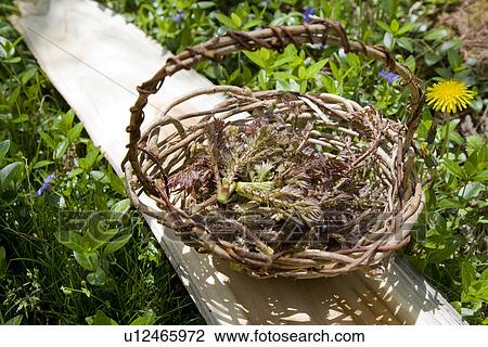 Angelica leaves in basket View Large Photo Image Stock Image - Angelica leaves in basket. Fotosearch