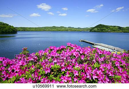 Stock Image - Azalea and Iruka Pond. Fotosearch