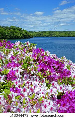 Stock Image - Azalea and Iruka Pond. Fotosearch