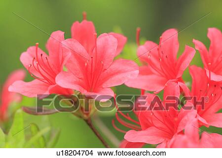 Picture - Azalea, close up, differential focus. Fotosearch