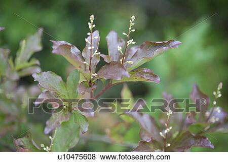 Azalea, close up, differential focus View Large Photo Image Stock Photo - Azalea, close up, differential focus. Fotosearch