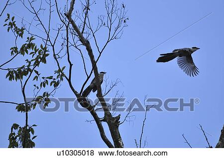 Stock Photo - Azure-winged Magpie (Cyanopica cyana) perched on tree and flying. Fotosearch
