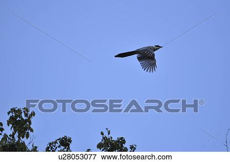 Stock Photo - Azure-winged Magpie (Cyanopica cyana) flying. Fotosearch