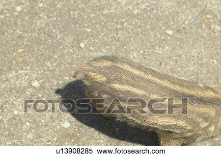 Stock Photography - Back of young wild boar. Fotosearch