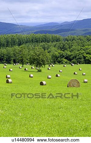 Picture - Bales of hay, Hokkaido Prefecture, Japan. Fotosearch