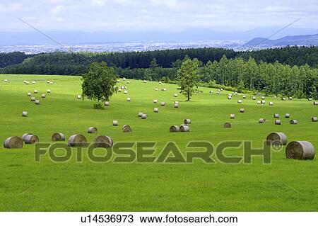 Stock Image - Bales of hay, Hokkaido Prefecture, Japan. Fotosearch