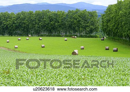 Stock Photo - Bales of hay, Hokkaido Prefecture, Japan. Fotosearch