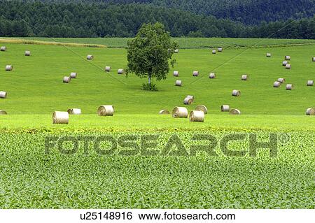 Bales of hay, Hokkaido Prefecture, Japan View Large Photo Image Stock Photograph - Bales of hay, Hokkaido Prefecture, Japan. Fotosearch