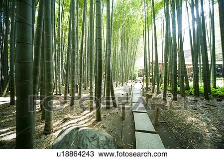 Stock Image - Bamboo grove and foot path. Fotosearch