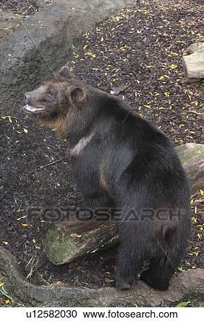 Bear View Large Photo Image Stock Image - Bear. Fotosearch