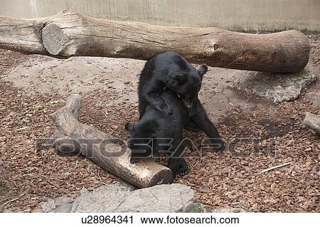 Stock Image - Bears. Fotosearch