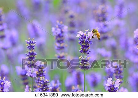 Stock Image - Bee on lavender, close up, differential focus. Fotosearch