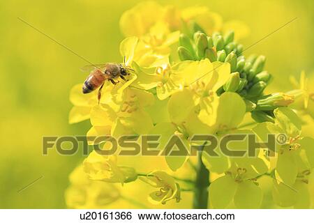 Bee on rape blossom, close up, differential focus View Large Photo Image Stock Photograph - Bee on rape blossom, close up, differential focus. Fotosearch