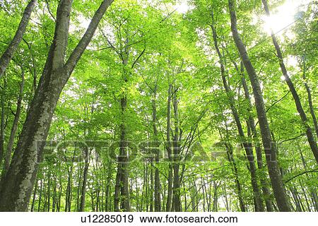 Stock Photo - Beech forest. Fotosearch