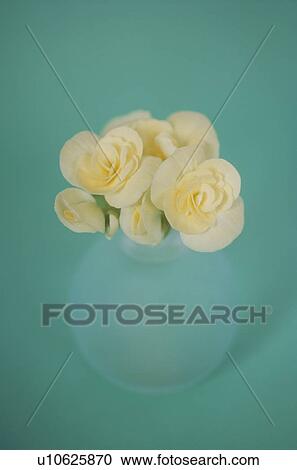 Begonias in a vase View Large Photo Image Stock Image - Begonias in a vase. Fotosearch