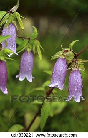Stock Image - Bellflowers, close up. Fotosearch