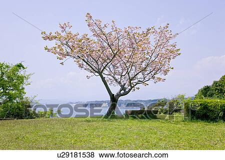 Stock Photo - Bench and cherry blossoms at Ohsaki park. Fotosearch