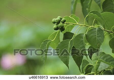 Stock Image - Berries of Chinese Tallow Tree (Triadica sebifera). Fotosearch