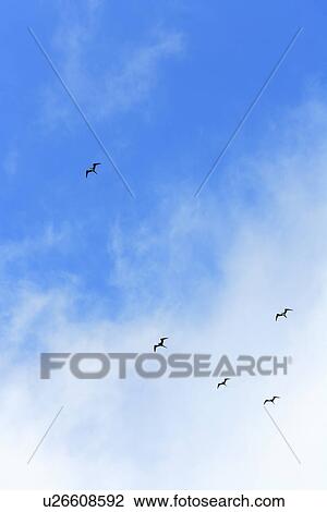 Birds flying in the sky View Large Photo Image Stock Image - Birds flying in the sky. Fotosearch