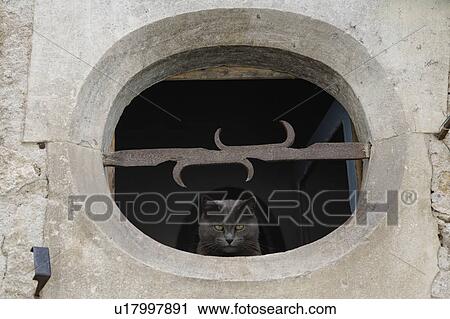 Black Cat in Stone Window, France View Large Photo Image Stock Image - Black Cat in Stone Window, France. Fotosearch