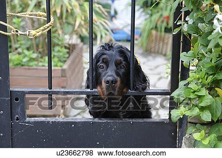 Stock Photo - Black Dog Behind the Fence, Bretagne, France. Fotosearch