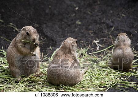 Black-tailed prairie dogs View Large Photo Image Stock Photograph - Black-tailed prairie dogs. Fotosearch