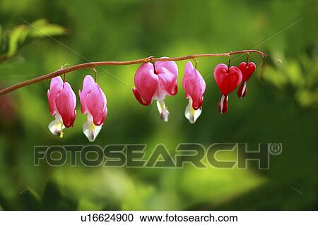 Stock Image - Bleeding heart, close up, differential focus. Fotosearch