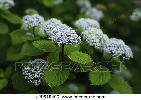 Stock Image - Blue hydrangea, close up. Fotosearch