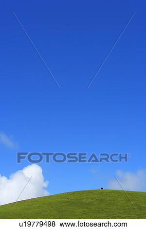 Stock Photo - Blue Sky and A Cow on Hilltop, Hawaii, USA. Fotosearch